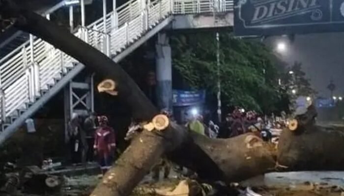Hujan Deras dan Angin Kencang, Pengendara Motor Tewas Tertimpa Pohon Tumbang di Jagakarsa