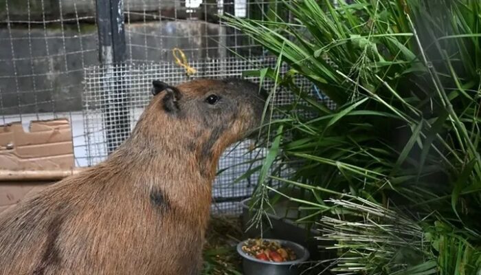Terekam CCTV, Kapibara Dipukuli Secara Sadis di Rio de Janeiro