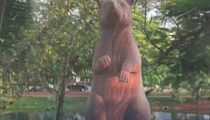 Patung Magawa Diresmikan, Simbol Penghormatan bagi Tikus Pendeteksi Ranjau