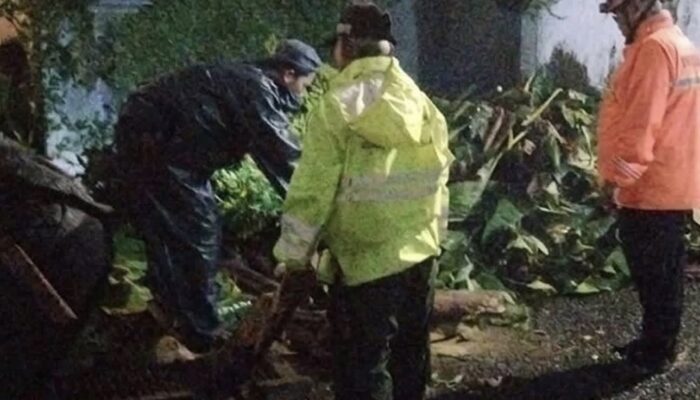 Pohon Tumbang Timpa Mobil di Kebayoran Lama, Kerugian Capai Rp3 Juta