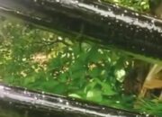 Geger! Sumur Bor di Buton Utara Keluarkan Cairan Mirip Aspal