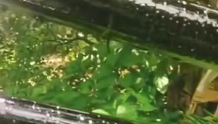 Geger! Sumur Bor di Buton Utara Keluarkan Cairan Mirip Aspal