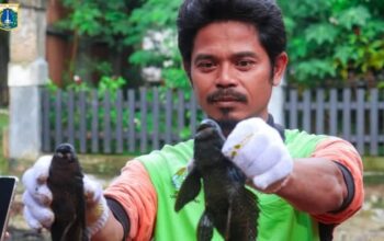 Pemprov DKI Tangkap 7 Ton Ikan Sapu-sapu dalam Operasi Serentak