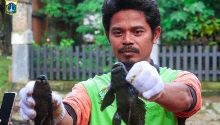 Pemprov DKI Tangkap 7 Ton Ikan Sapu-sapu dalam Operasi Serentak
