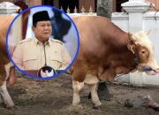 Prabowo Siapkan 1.098 Sapi Kurban, Anggaran dari APBN Capai Rp100 Miliar