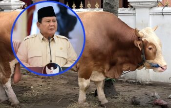 Prabowo Siapkan 1.098 Sapi Kurban, Anggaran dari APBN Capai Rp100 Miliar
