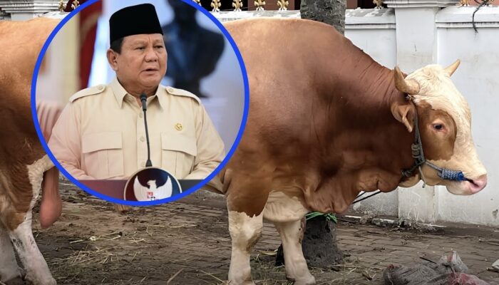 Prabowo Siapkan 1.098 Sapi Kurban, Anggaran dari APBN Capai Rp100 Miliar