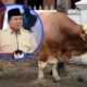 Prabowo Siapkan 1.098 Sapi Kurban, Anggaran dari APBN Capai Rp100 Miliar