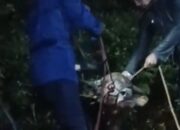 Sapi Kurban Mengamuk di Bogor, Kabur hingga Terjebak di Gorong-Gorong