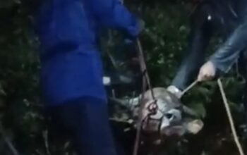 Sapi Kurban Mengamuk di Bogor, Kabur hingga Terjebak di Gorong-Gorong