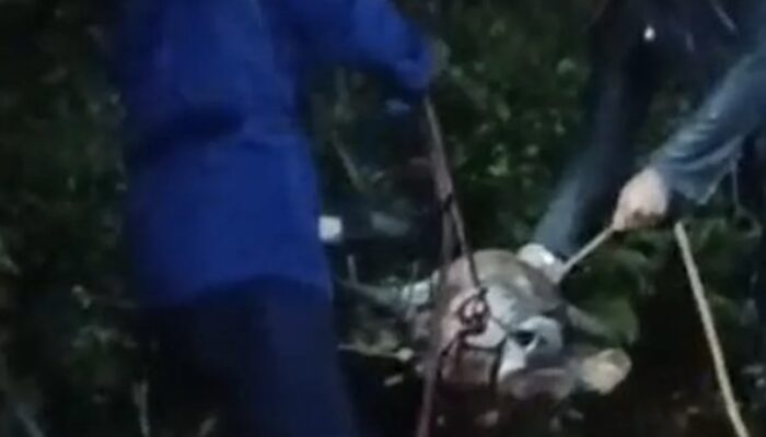 Sapi Kurban Mengamuk di Bogor, Kabur hingga Terjebak di Gorong-Gorong