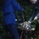 Sapi Kurban Mengamuk di Bogor, Kabur hingga Terjebak di Gorong-Gorong