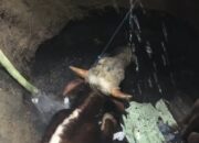 Sapi Kurban 1 Ton Tercebur ke Septic Tank di Mojokerto, Evakuasi Berlangsung 5 Jam
