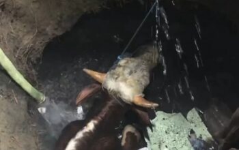 Sapi Kurban 1 Ton Tercebur ke Septic Tank di Mojokerto, Evakuasi Berlangsung 5 Jam