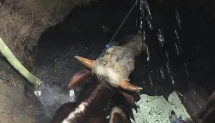 Sapi Kurban 1 Ton Tercebur ke Septic Tank di Mojokerto, Evakuasi Berlangsung 5 Jam
