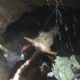 Sapi Kurban 1 Ton Tercebur ke Septic Tank di Mojokerto, Evakuasi Berlangsung 5 Jam