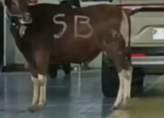 Sapi Kurban Kabur dan Masuk Dealer Honda di Banyuwangi, Proses Evakuasi Berlangsung Berjam-jam
