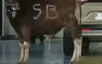 Sapi Kurban Kabur dan Masuk Dealer Honda di Banyuwangi, Proses Evakuasi Berlangsung Berjam-jam