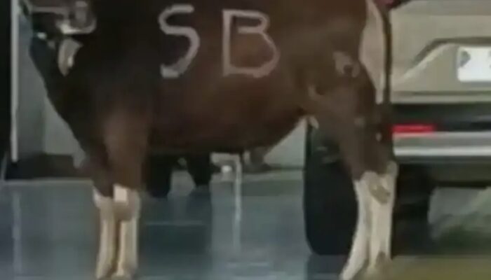 Sapi Kurban Kabur dan Masuk Dealer Honda di Banyuwangi, Proses Evakuasi Berlangsung Berjam-jam