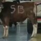 Sapi Kurban Kabur dan Masuk Dealer Honda di Banyuwangi, Proses Evakuasi Berlangsung Berjam-jam