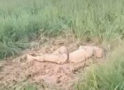 Geger! Mayat Ditemukan di Persawahan Kampung Cibeker Cikampek