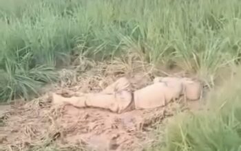 Geger! Mayat Ditemukan di Persawahan Kampung Cibeker Cikampek
