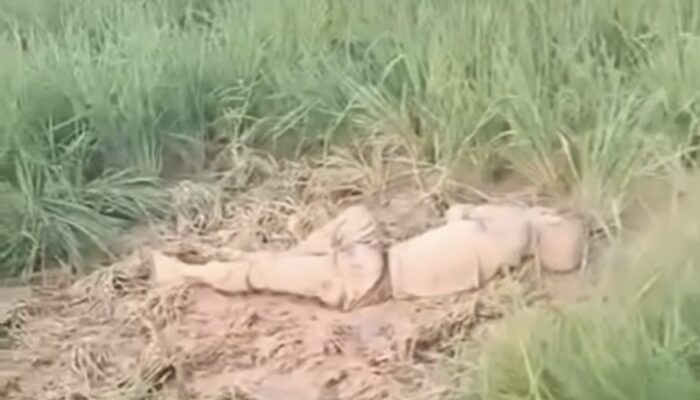Geger! Mayat Ditemukan di Persawahan Kampung Cibeker Cikampek