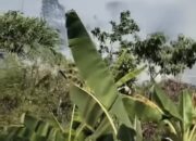 Diduga Berawal dari Pembakaran Rumput, Lahan di Purwasari Karawang Terbakar
