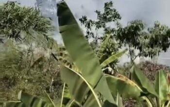 Diduga Berawal dari Pembakaran Rumput, Lahan di Purwasari Karawang Terbakar