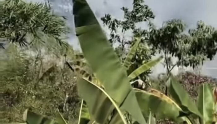 Diduga Berawal dari Pembakaran Rumput, Lahan di Purwasari Karawang Terbakar
