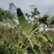 Diduga Berawal dari Pembakaran Rumput, Lahan di Purwasari Karawang Terbakar