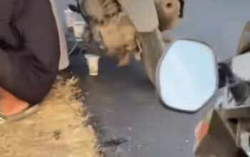 Diduga Belum Kering, Aspal Akses Situ Kamojing Rusak Terkena Standar Motor