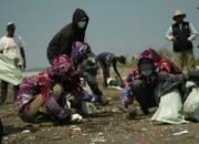 Tumpahan Diduga Minyak Mentah Cemari Pesisir Karawang, 2 Ton Material Berhasil Diangkat