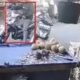 Terekam CCTV, Pria Curi Belanjaan Warga di Pasar Cikampek