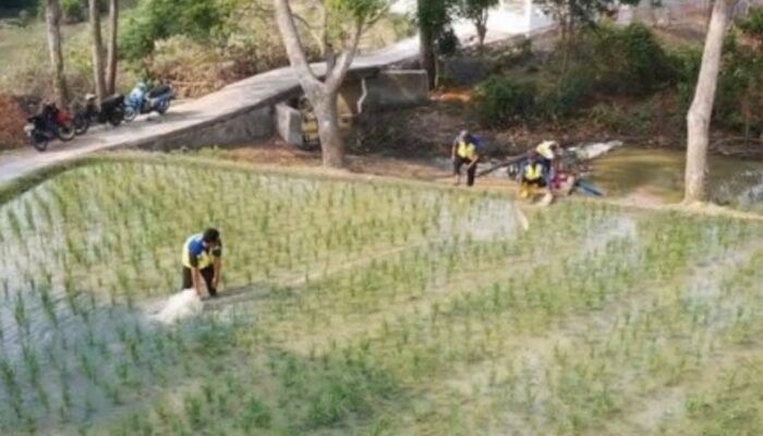 300 Hektare Sawah Karawang Kekurangan Air, BBWS Citarum Turun Tangan