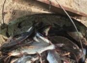 Fenomena Ikan Mabuk di Irigasi Jatisari, Warga Berbondong-bondong Menjaring