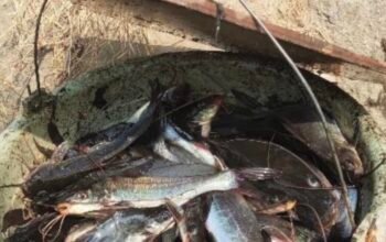Fenomena Ikan Mabuk di Irigasi Jatisari, Warga Berbondong-bondong Menjaring