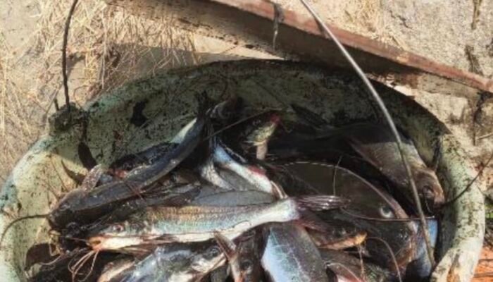 Fenomena Ikan Mabuk di Irigasi Jatisari, Warga Berbondong-bondong Menjaring