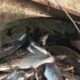 Fenomena Ikan Mabuk di Irigasi Jatisari, Warga Berbondong-bondong Menjaring