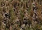Sawah Ratusan Hektare di Pedes Karawang Kekeringan, Petani Soroti Saluran Air
