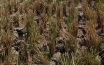 Sawah Ratusan Hektare di Pedes Karawang Kekeringan, Petani Soroti Saluran Air