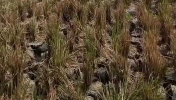 Sawah Ratusan Hektare di Pedes Karawang Kekeringan, Petani Soroti Saluran Air