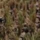 Sawah Ratusan Hektare di Pedes Karawang Kekeringan, Petani Soroti Saluran Air