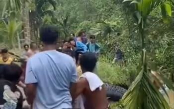Geger! Buaya Berukuran Raksasa Ditangkap Warga di Kutai Kartanegara
