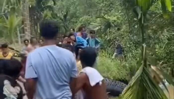 Geger! Buaya Berukuran Raksasa Ditangkap Warga di Kutai Kartanegara