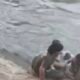 Dua Korban Tenggelam di Irigasi KW 4 Karawang Ditemukan Meninggal Dunia