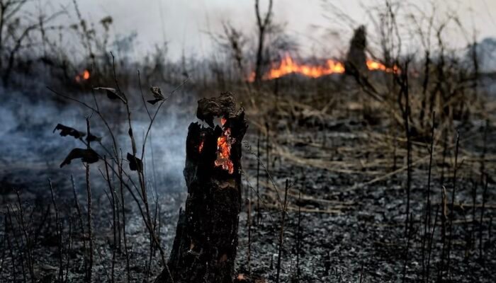 Jepang Akhiri Misi Pemadaman Karhutla di Kalimantan, Ini Alasannya